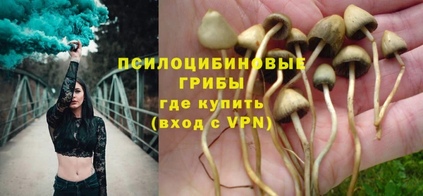 индика Ельня