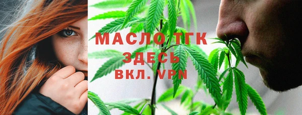 индика Ельня